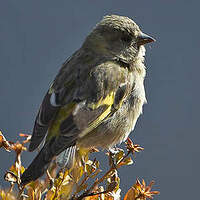 Chardonneret de Magellan