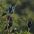 Choucador à oreillons bleus