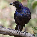 Choucador de Rüppell