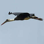 Cigogne à pattes noires