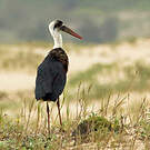 Cigogne à pattes noires