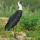 Cigogne à pattes noires