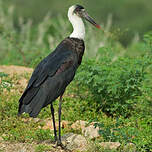 Cigogne à pattes noires