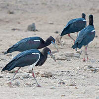 Cigogne d'Abdim