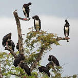 Cigogne d'Abdim