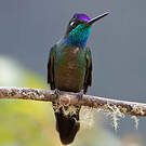 Colibri de la Talamanca