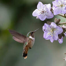 Colibri scintillant