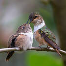 Colibri scintillant