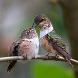 Colibri scintillant