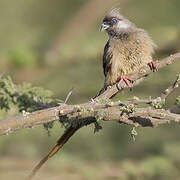 Coliiformes