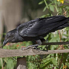 Corbeau à queue courte