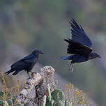 Corbeau à queue courte