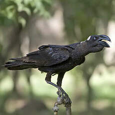 Corbeau corbivau