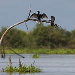 Cormoran à cou brun