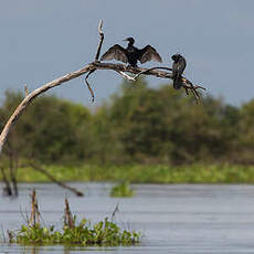 Cormoran à cou brun