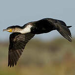 Cormoran à poitrine blanche