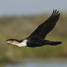 Cormoran à poitrine blanche