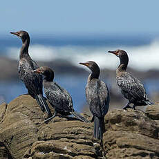 Cormoran africain