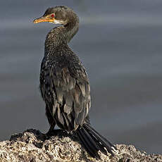 Cormoran africain