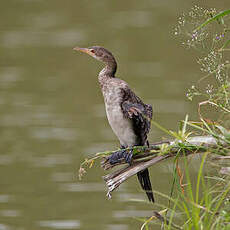 Cormoran africain