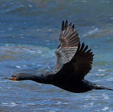 Cormoran du Cap