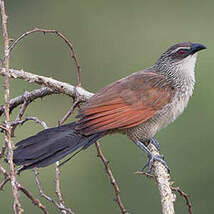 Coucal à sourcils blancs