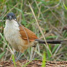 Coucal de Burchell