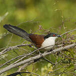 Coucal du Sénégal