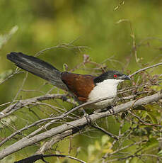 Coucal du Sénégal