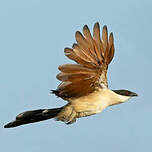 Coucal du Sénégal