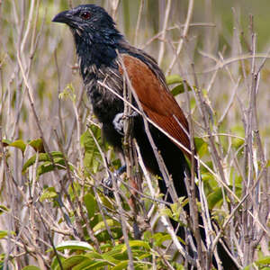 Coucal toulou