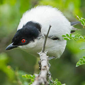 Cubla boule-de-neige