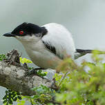 Cubla boule-de-neige