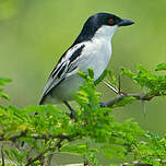Cubla boule-de-neige