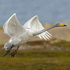 Cygne chanteur