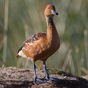 Dendrocygne fauve