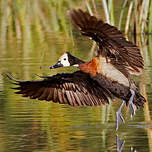 Dendrocygne veuf