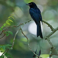 Drongo à raquettes