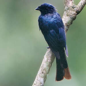 Drongo de forêt