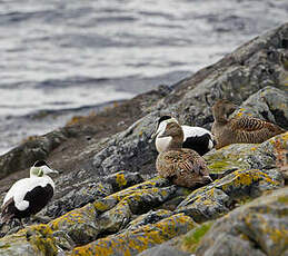 Eider à duvet