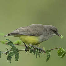 Érémomèle à croupion jaune