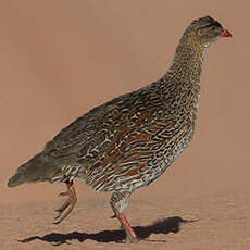 Francolin à cou roux