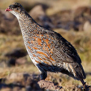 Francolin à cou roux