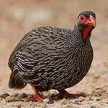 Francolin à gorge rouge