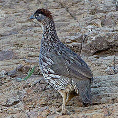 Francolin d'Erckel