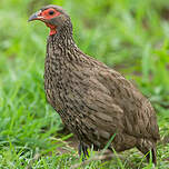 Francolin de Swainson