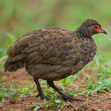 Francolin de Swainson