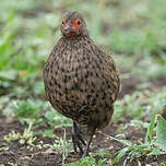 Francolin de Swainson