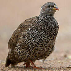 Francolin du Natal