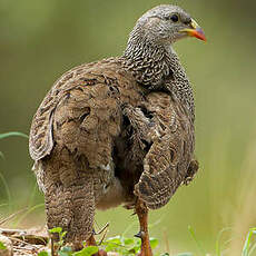 Francolin du Natal